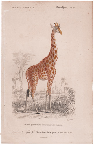 Giraffe